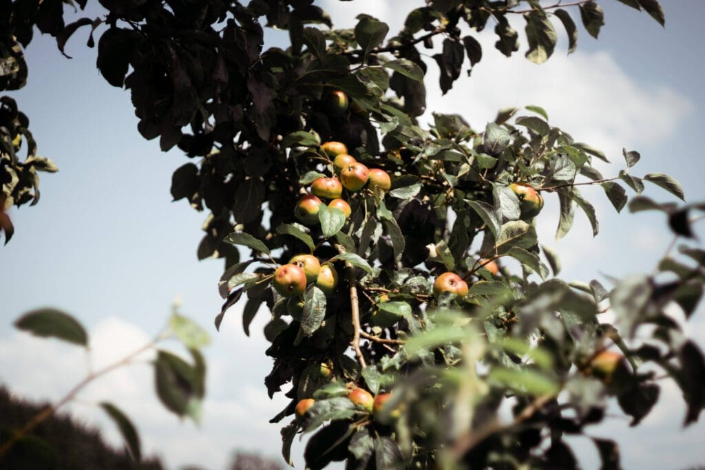 Apfelbaum