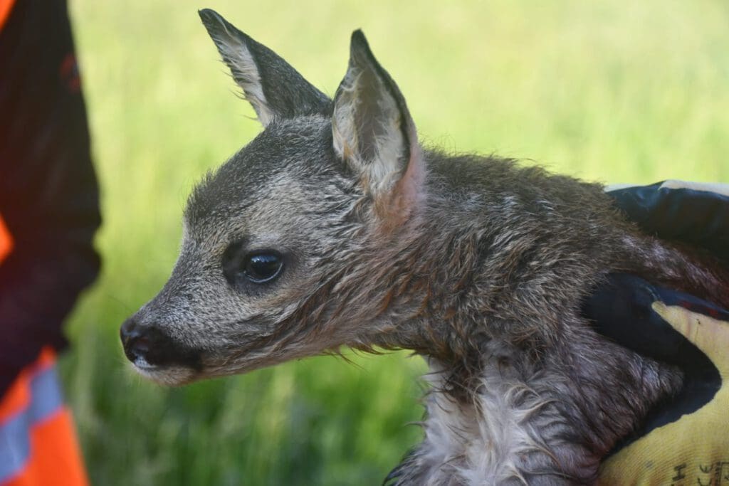 junges Rehkitz Kitzrettung