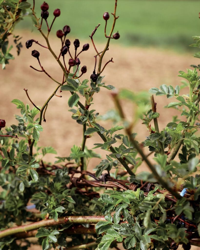 Wildrosenhecken, um Wildverbiss vorzubeugen