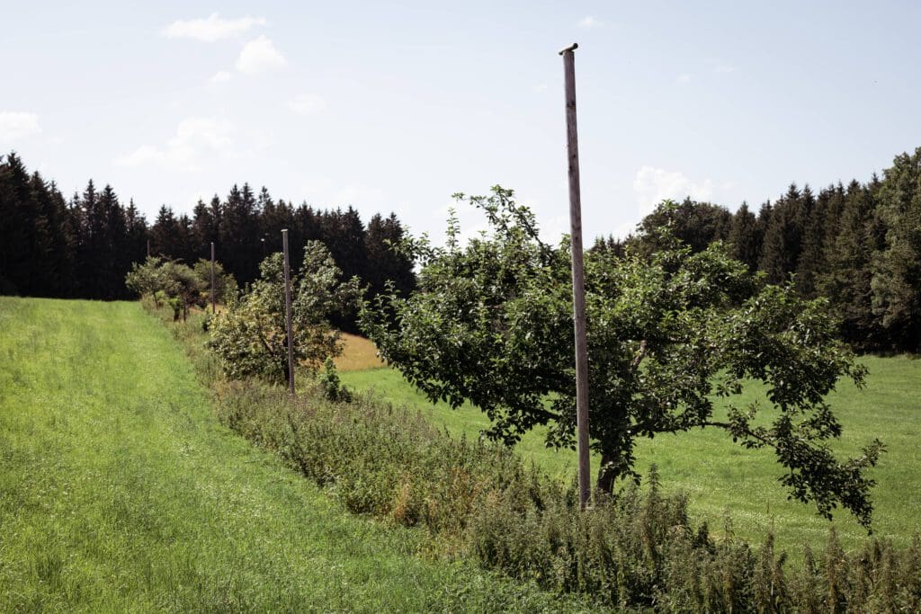 Wildhecken im Revier